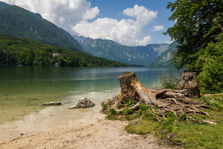 Bohinj 湖在朱利安阿尔卑斯, Triglav 国家公园, 斯洛文尼亚的树枝