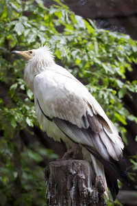 埃及秃鹫, Neophron Percnopterus, 花大部分时间在空中寻找食物