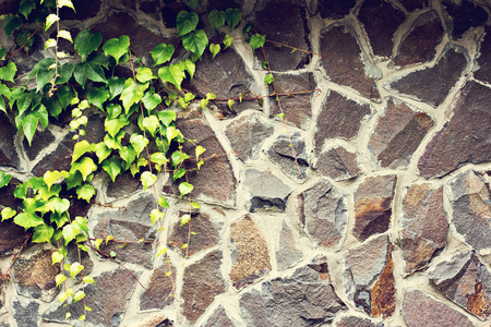 石墙上覆盖着一颗野葡萄。深棕色木栅栏的背景与绿色植物