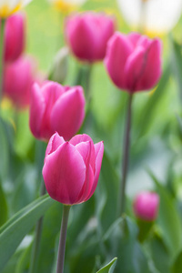 许多美丽的郁金香在一排与不同的颜色在庭院里