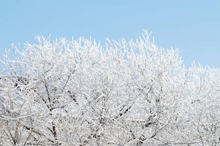 雪中的树木, 冬日的风景