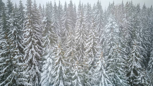雪盖松树枝鸟瞰图