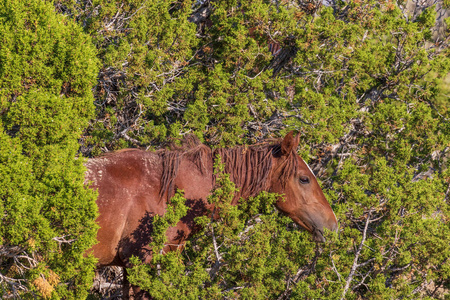 夏天在科罗拉多州洗沙盆地的高沙漠中的一匹野马