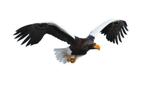 成人史泰勒的海鹰在飞行。科学名称 haliaeetus pelagicus。隔离在白色背景上