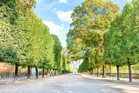 在法国巴黎的杜伊勒里花园与绿树在一起