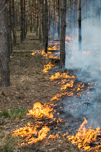 开始的森林火灾