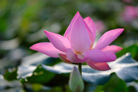 夏日花海：绿色背景下的明亮花卉特写