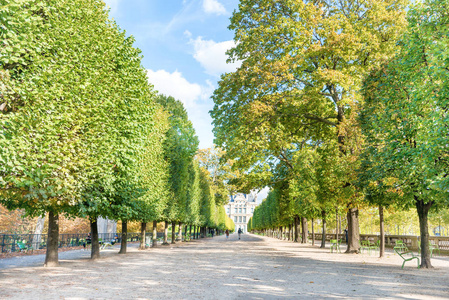 在法国巴黎的杜伊勒里花园与绿树在一起
