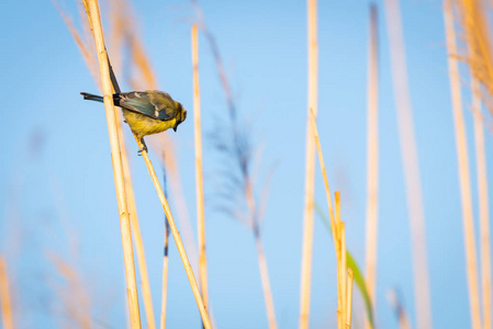 欧亚蓝或 Cyanistes caeruleus。欧洲鸟类