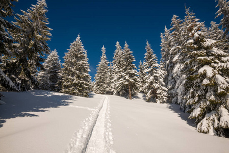 在积雪覆盖的巨大冷杉树顶部的踪迹。在冬天的山上下雪后的神奇日出。广角