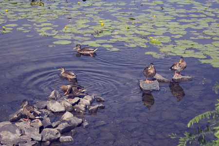 夏天阳光明媚的一天, 河上的岩石上有鸭子