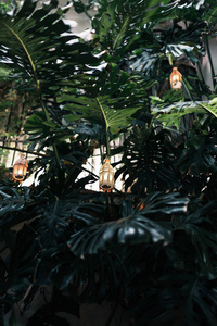 典型的和安达卢西亚西班牙科尔多瓦的庭院, 有老式的灯具和很多植物