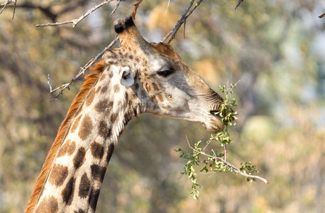 长颈鹿 Giraffa 鹿豹座 从树上吃新鲜的叶子