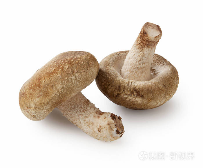 在白色背景上香菇