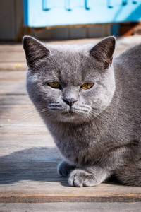 一只灰色的大家养猫的枪口照片