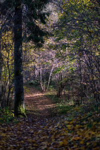 自然的旅游线索在树林中, 在深秋与一些彩色的叶子和明亮的天空