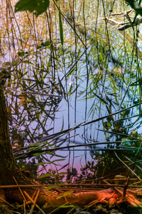 水中草的倒影, 沼泽的杂草丛生的池塘