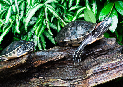 被绘的龟 Chrysemys picta 在野生动物在木板材