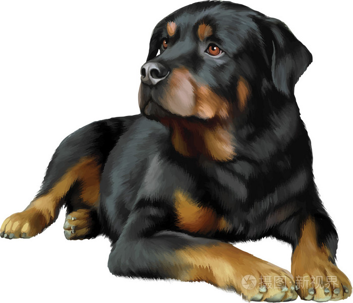 罗威纳犬