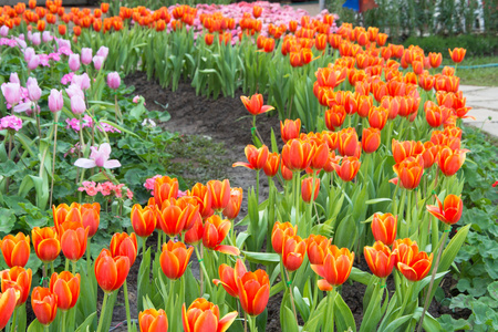 色彩艳丽的郁金香和其他花在皇家公园拉加普鲁克