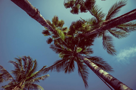 美丽的热带和自然椰子树与天空背景复古过滤器