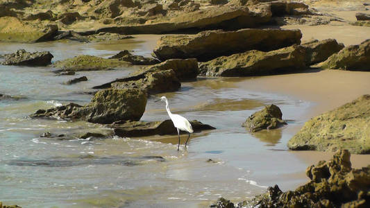 特写与白鹭钓鱼在以色列的海滩上