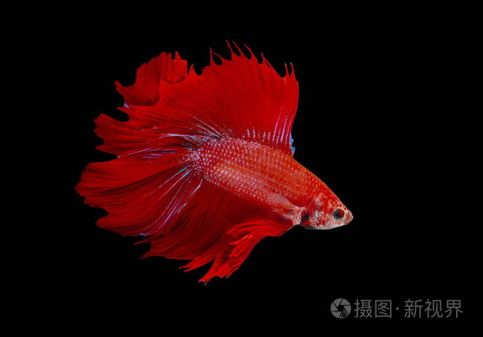 斗鱼, 红鱼黑色背景, 彩色暹罗格斗鱼照片-正版商用08