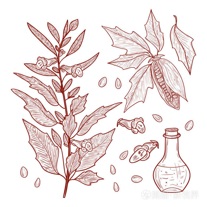 芝麻.植物.胎儿.种子.叶.瓶.素描.设置.单色插画-正版