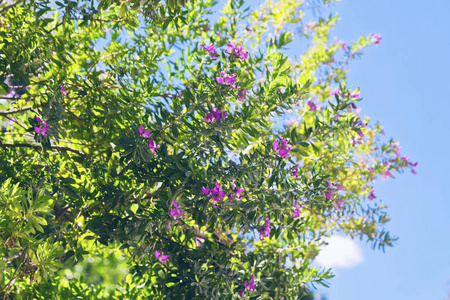 美丽的紫罗兰花和绿叶在蓝天背景柔和的光