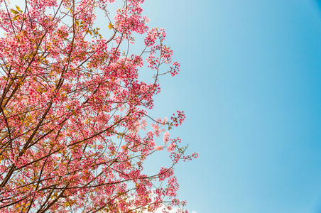 美丽的樱花 樱 泰国清迈