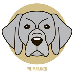 Weimaraner 的肖像。平面风格的矢量图解