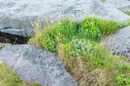 挪威马格罗亚岛上的岩石地形和植被