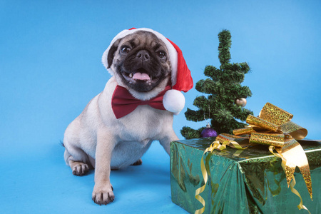 小狗养着哈巴狗, 狗在帽子里像圣诞老人。在蓝色背景查出的小狗。圣诞快乐和新年概念