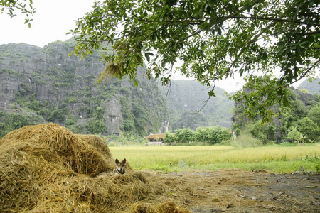 越南稻田里的和农村人