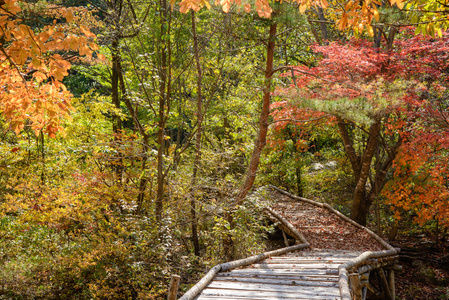 木桥的秋色