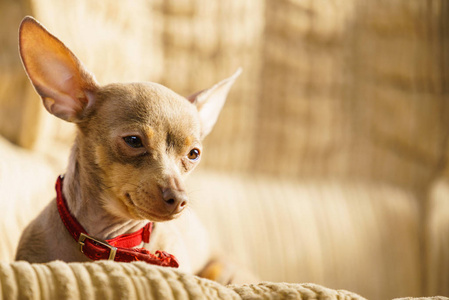 小杜宾犬振作普拉日斯基 krysarik purebreed 小狗坐在放松和冷却方式对室内的沙发沙发