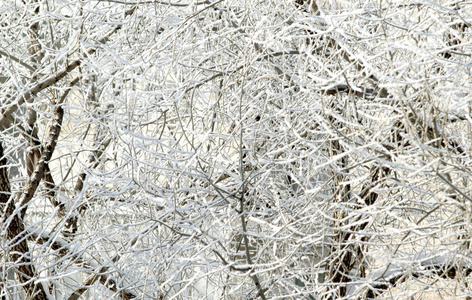 雪中的树木, 冬日的风景