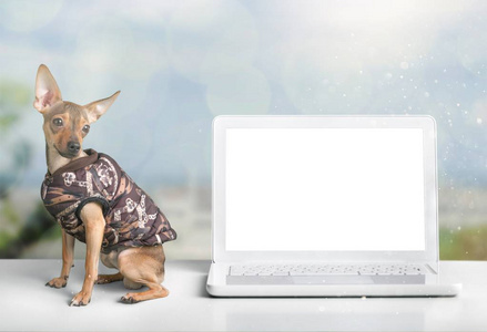 狗有趣的笔记本电脑笔记本电脑小狗可爱的美丽