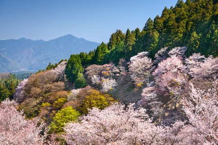 在奈良，日本的春景