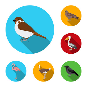 鸟的类型平面图标集合中的设计。首页和野生鸟矢量符号股票网站插图