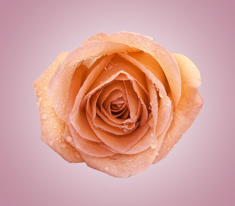 橙色玫瑰粉红的底色上孤立