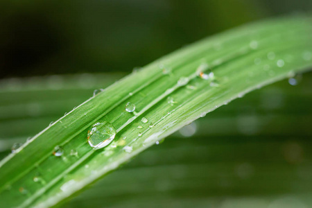 清晨露水水滴在青草上。美丽的叶子质地在自然。自然背景壁纸