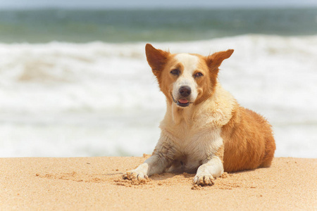 狗躺在沙滩上