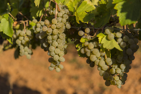 葡萄园配有成熟葡萄串的葡萄酒