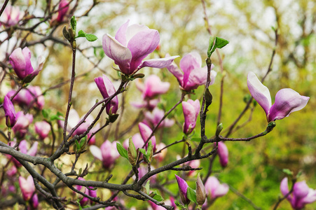 白玉兰花