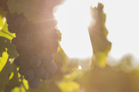 葡萄园配有成熟葡萄串的葡萄酒