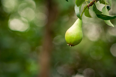在绿色背景的树枝上未成熟的梨