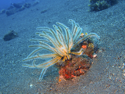 海百合物种