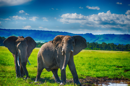 在一个国家公园，南非大非洲大象