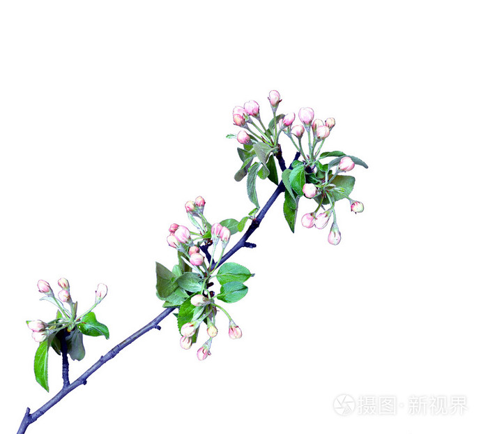 在早春开花苹果枝